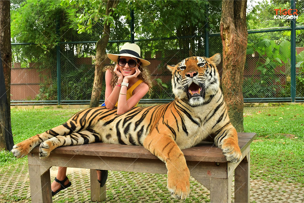 Tiger Kingdom